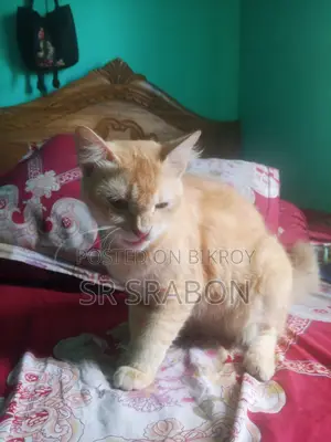 1+ year Female Mixed Breed Persian
