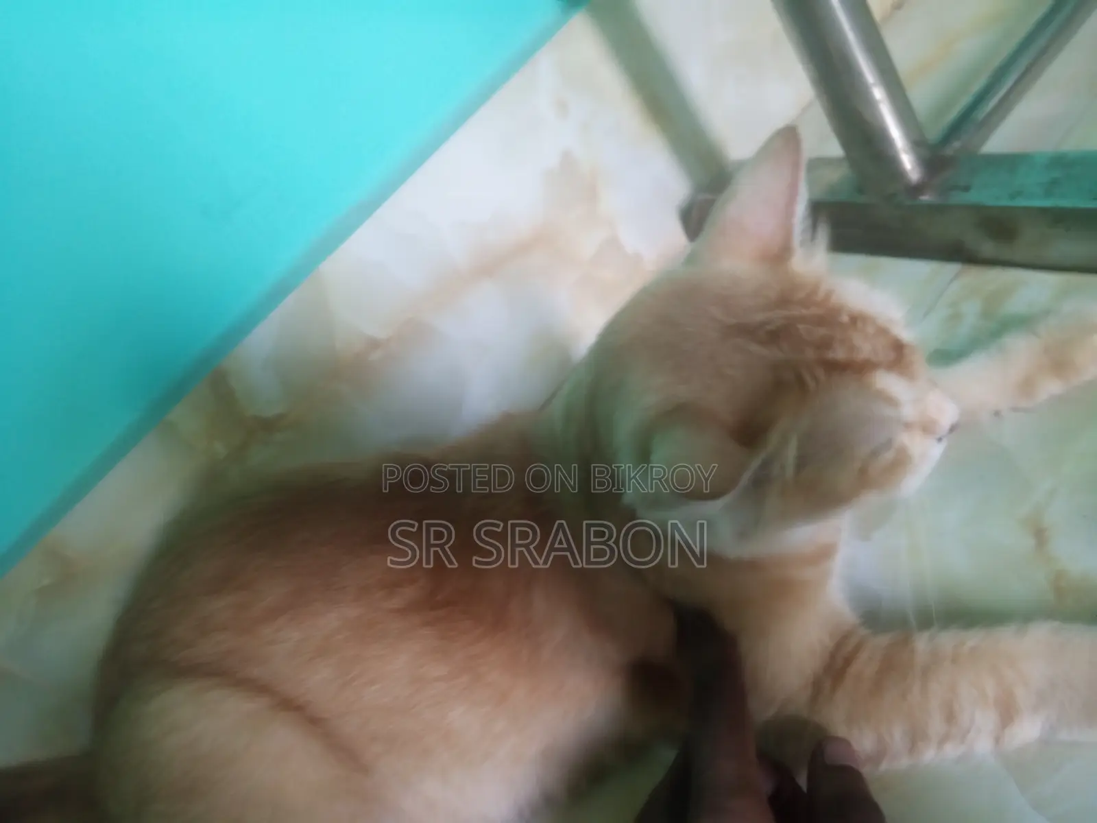 1+ year Female Mixed Breed Persian