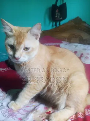 1+ year Female Mixed Breed Persian