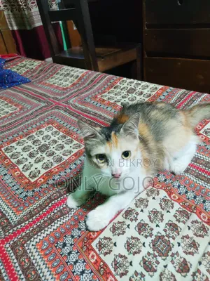 6-12 months Female Mixed Breed Persian