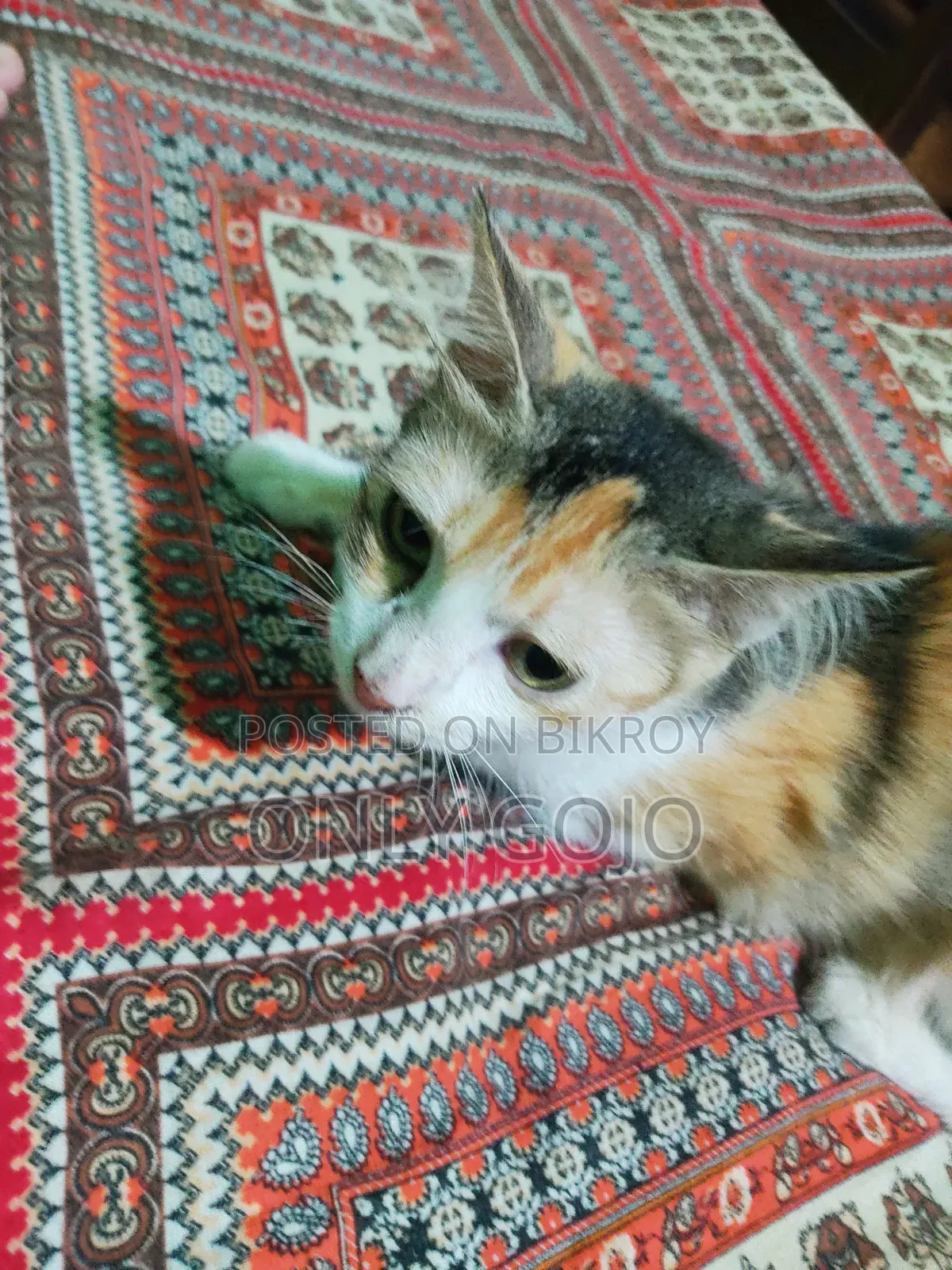 6-12 months Female Mixed Breed Persian