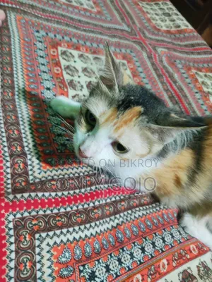 6-12 months Female Mixed Breed Persian