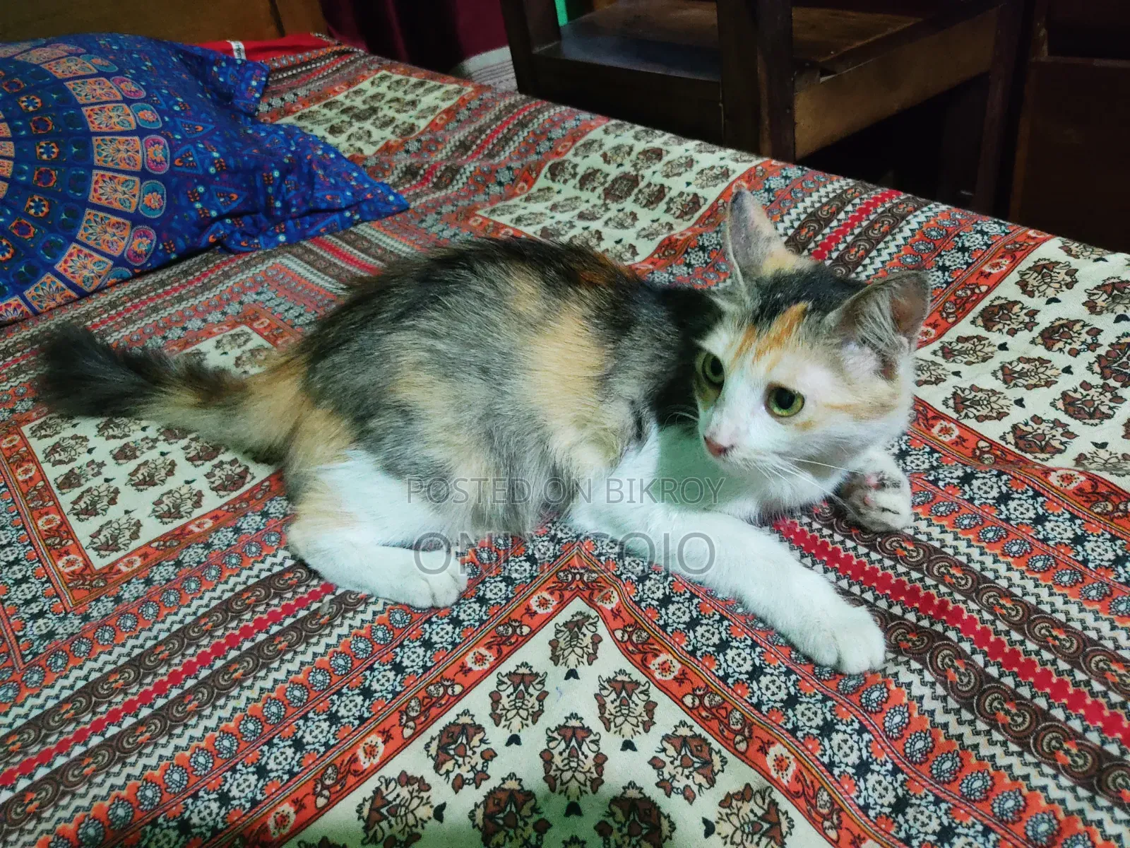 6-12 months Female Mixed Breed Persian