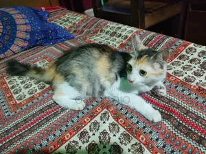 6-12 months Female Mixed Breed Persian