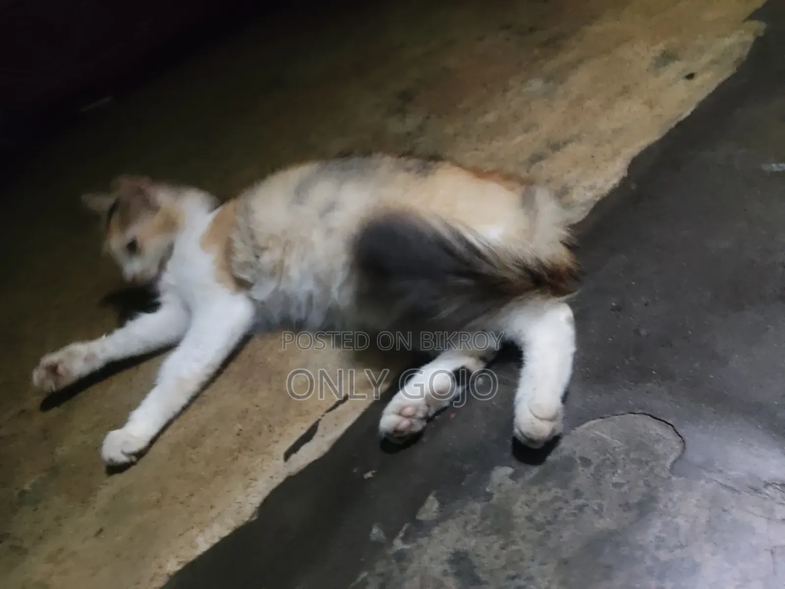 6-12 months Female Mixed Breed Persian