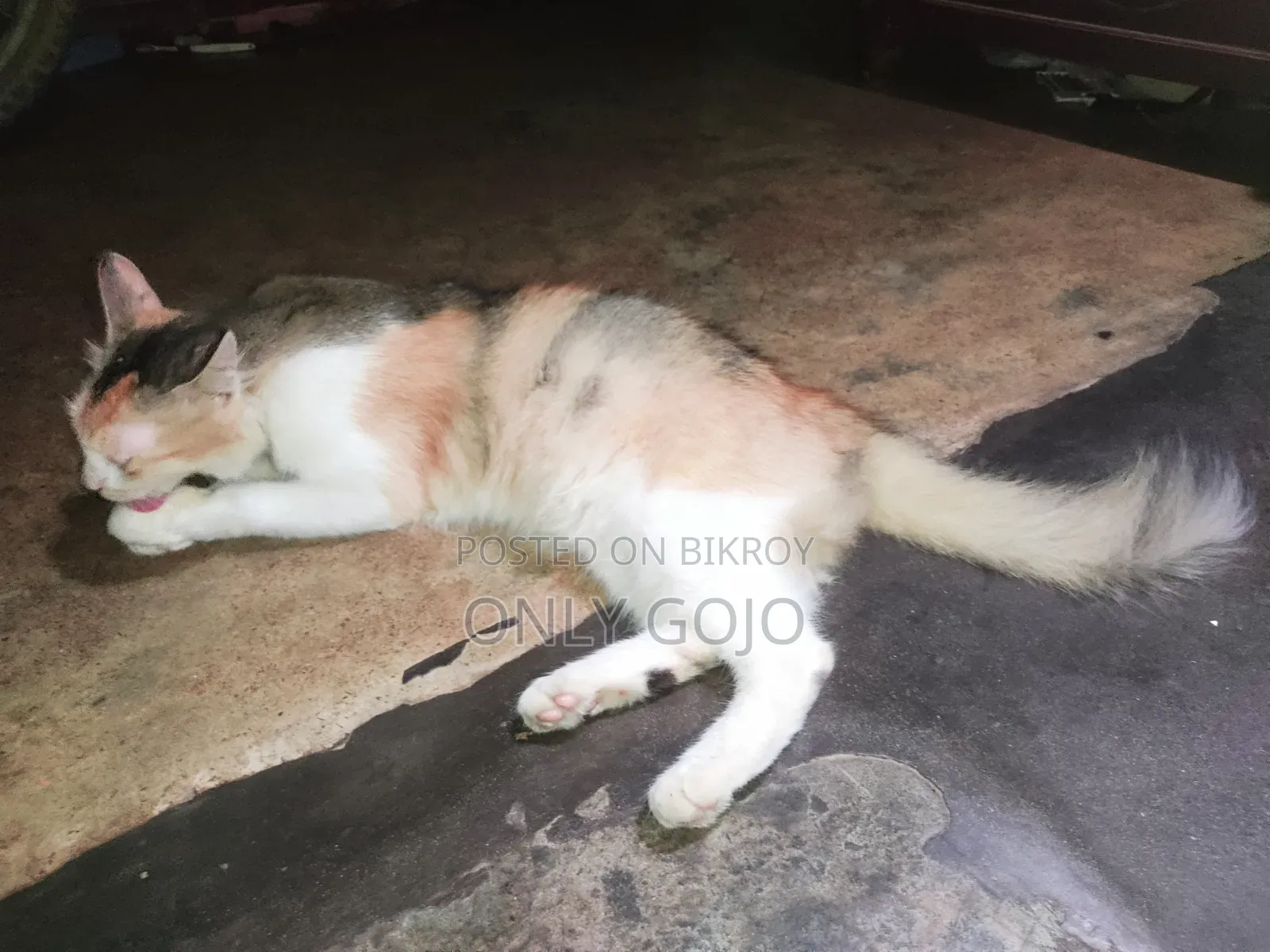 6-12 months Female Mixed Breed Persian