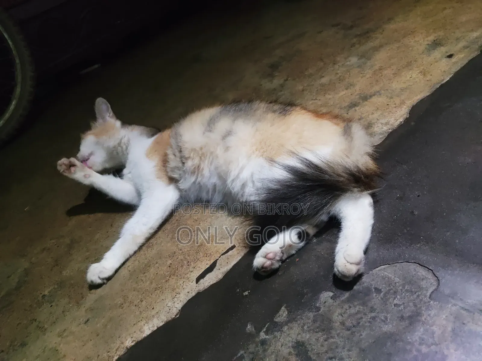 6-12 months Female Mixed Breed Persian