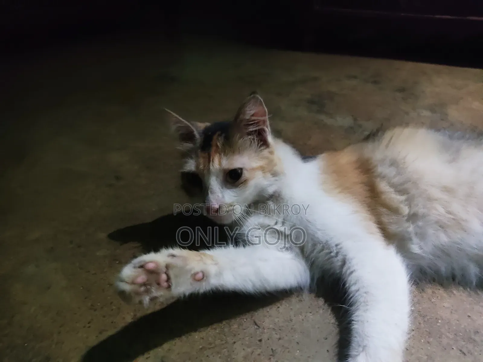 6-12 months Female Mixed Breed Persian