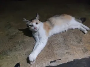 6-12 months Female Mixed Breed Persian