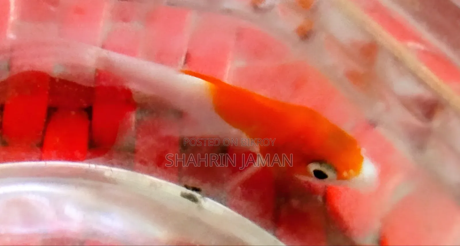 একটি সারাসা কমেট গোল্ডফিশ