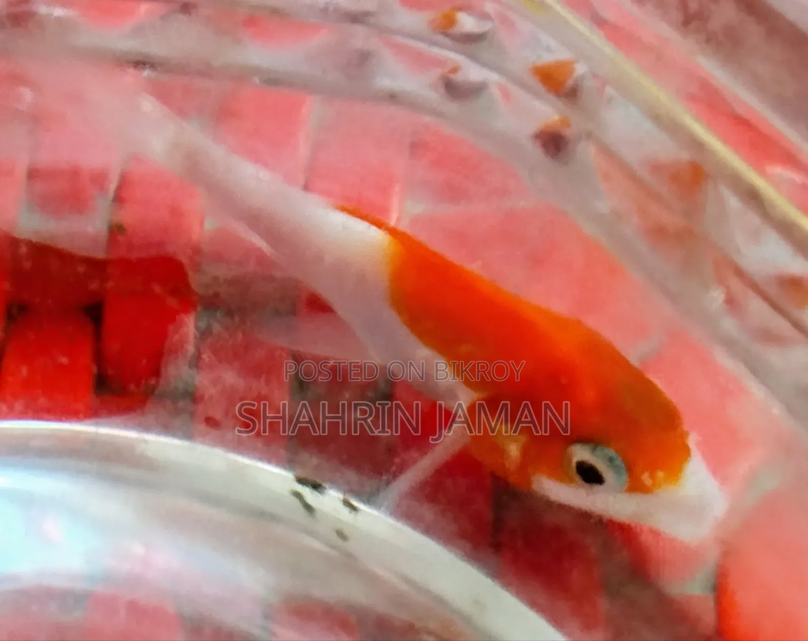 একটি সারাসা কমেট গোল্ডফিশ