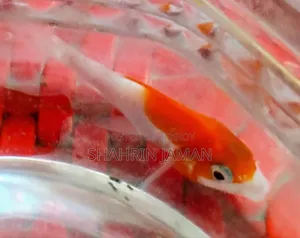 একটি সারাসা কমেট গোল্ডফিশ
