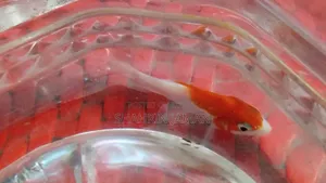 একটি সারাসা কমেট গোল্ডফিশ