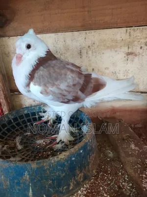 A single 4-feather Mili Raj Golla male pigeon for sale