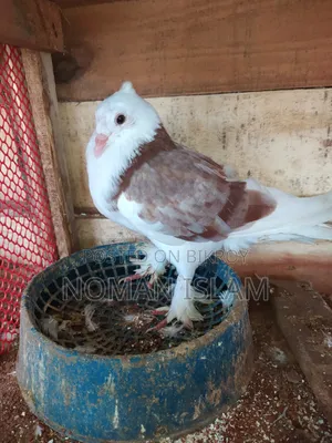 A single 4-feather Mili Raj Golla male pigeon for sale