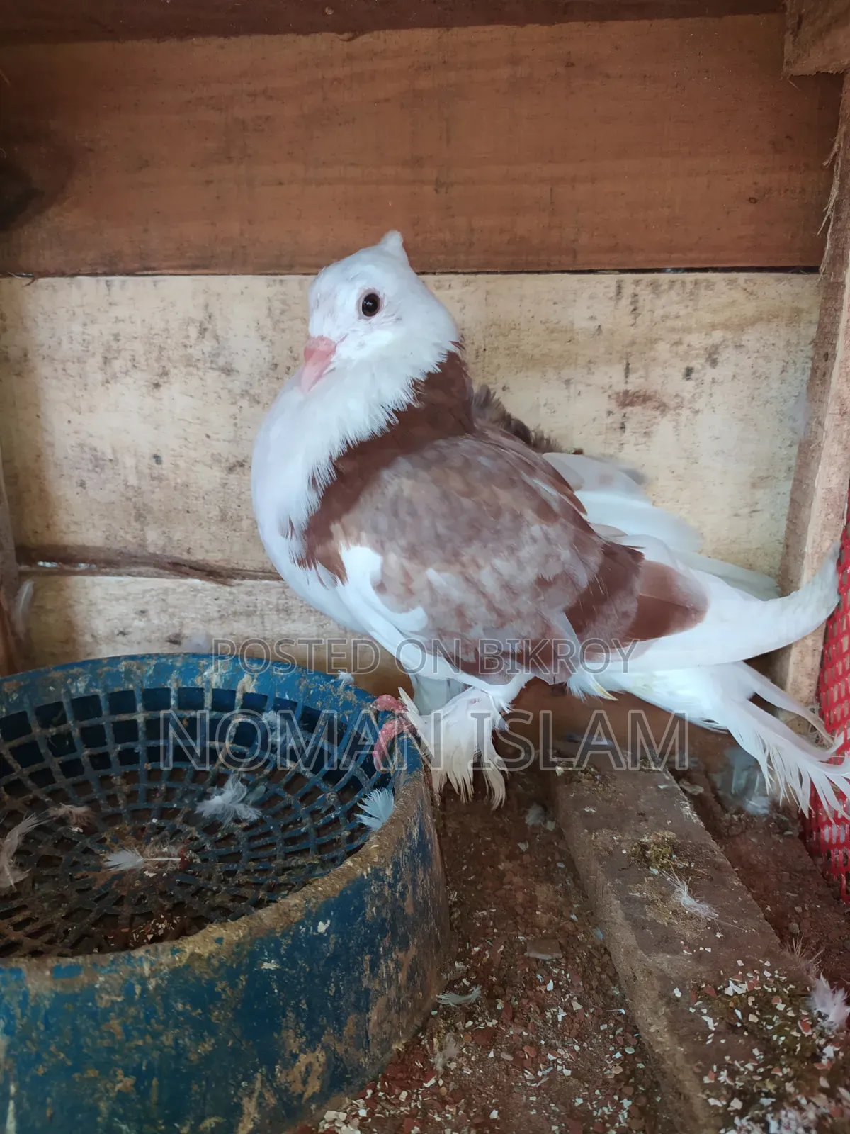 A single 4-feather Mili Raj Golla male pigeon for sale