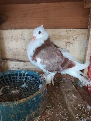 A single 4-feather Mili Raj Golla male pigeon for sale
