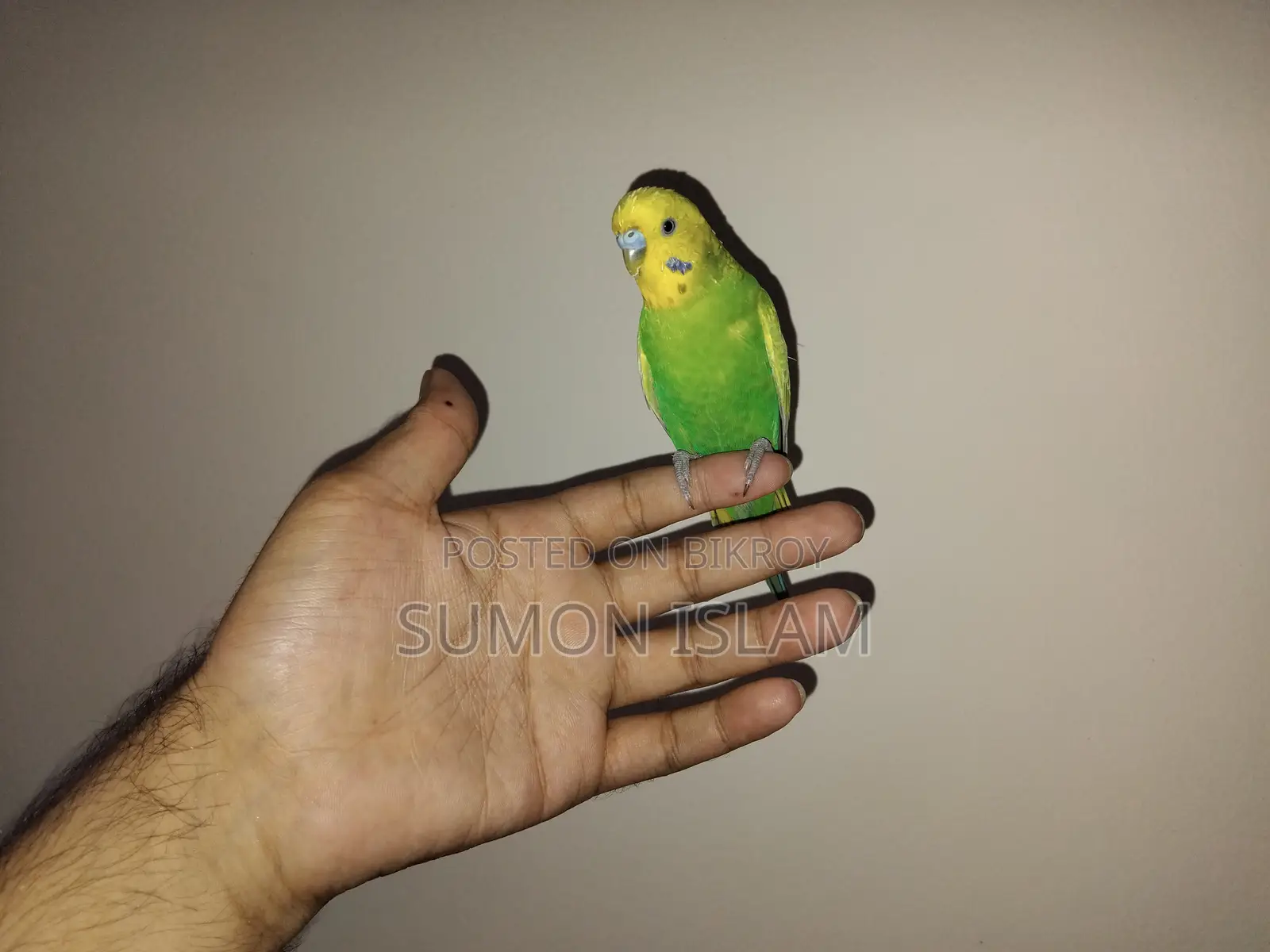 Friendly Bajigar পাখি বিক্রি হবে