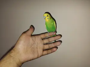 Friendly Bajigar পাখি বিক্রি হবে