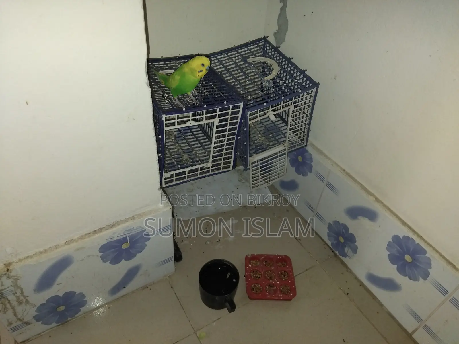 Friendly Bajigar পাখি বিক্রি হবে