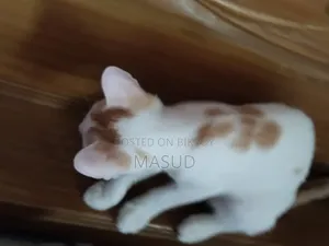 ১-৩ মাসের ফিমেল মিক্সড ব্রিড বেঙ্গল