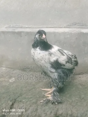 Real Brahma Chicken