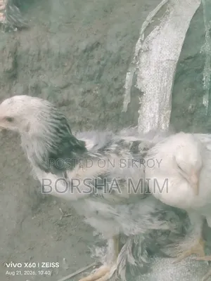 Real Brahma Chicken