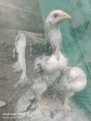 Real Brahma Chicken