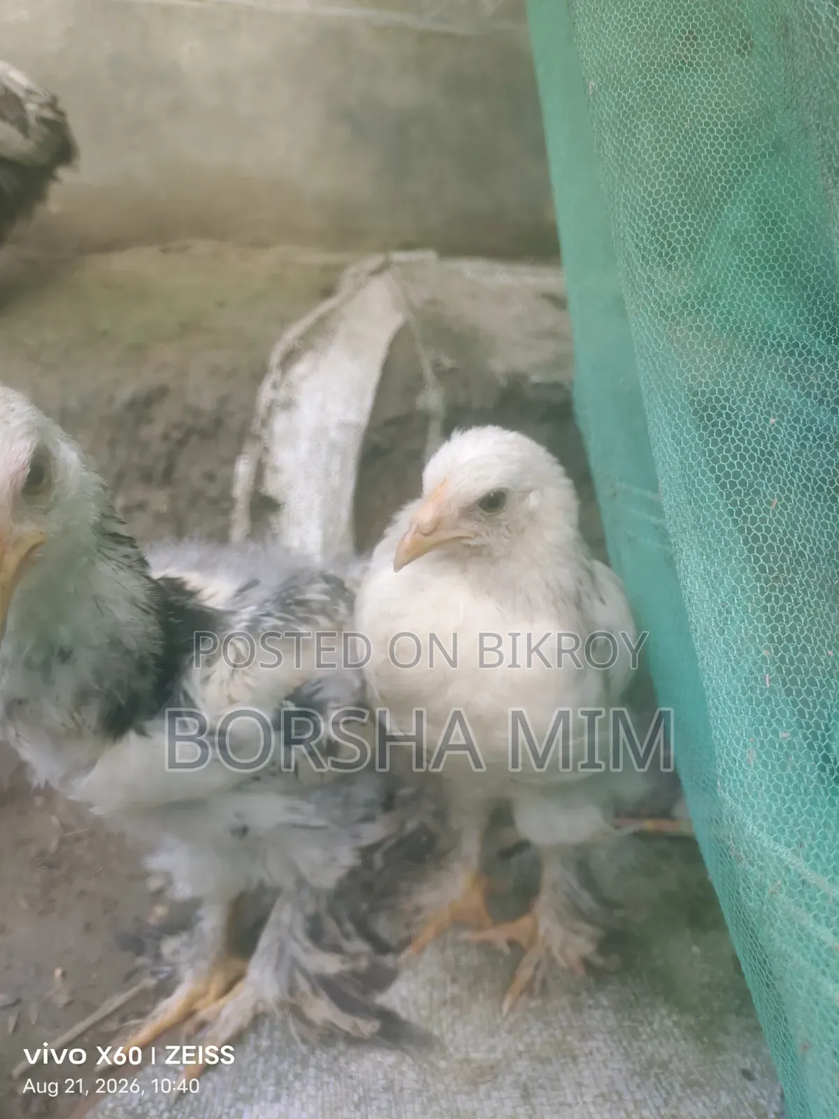 Real Brahma Chicken