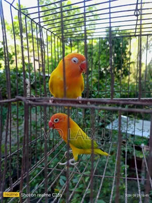 Running Lovebird