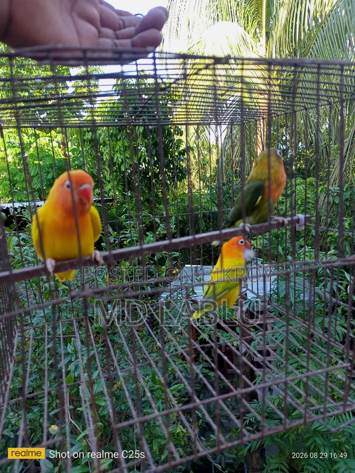 Running Lovebird