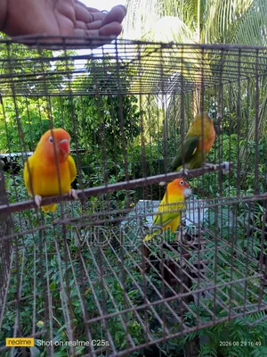 Running Lovebird