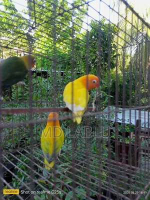 Running Lovebird
