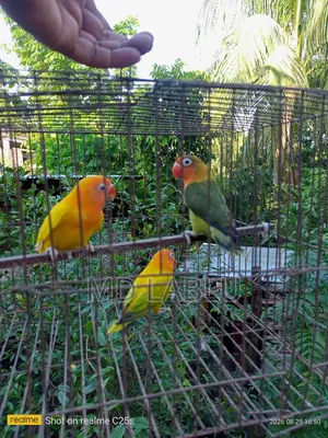 Running Lovebird