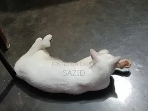 ৬-১২ মাসের মাদি সংকর জাতের বিড়াল