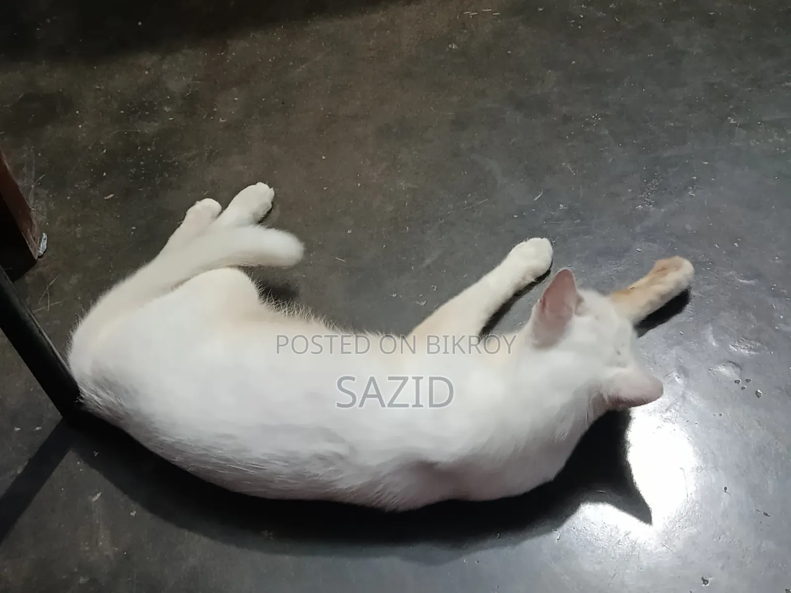৬-১২ মাসের মাদি সংকর জাতের বিড়াল