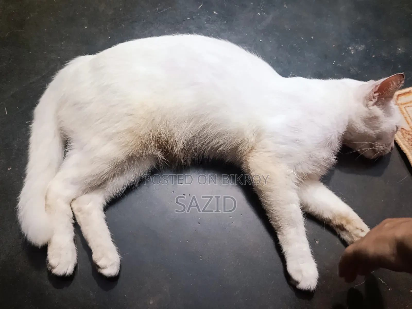 ৬-১২ মাসের মাদি সংকর জাতের বিড়াল