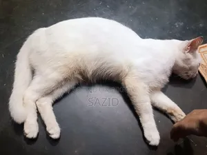 ৬-১২ মাসের মাদি সংকর জাতের বিড়াল