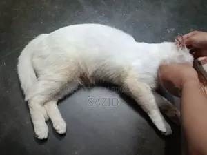 ৬-১২ মাসের মাদি সংকর জাতের বিড়াল
