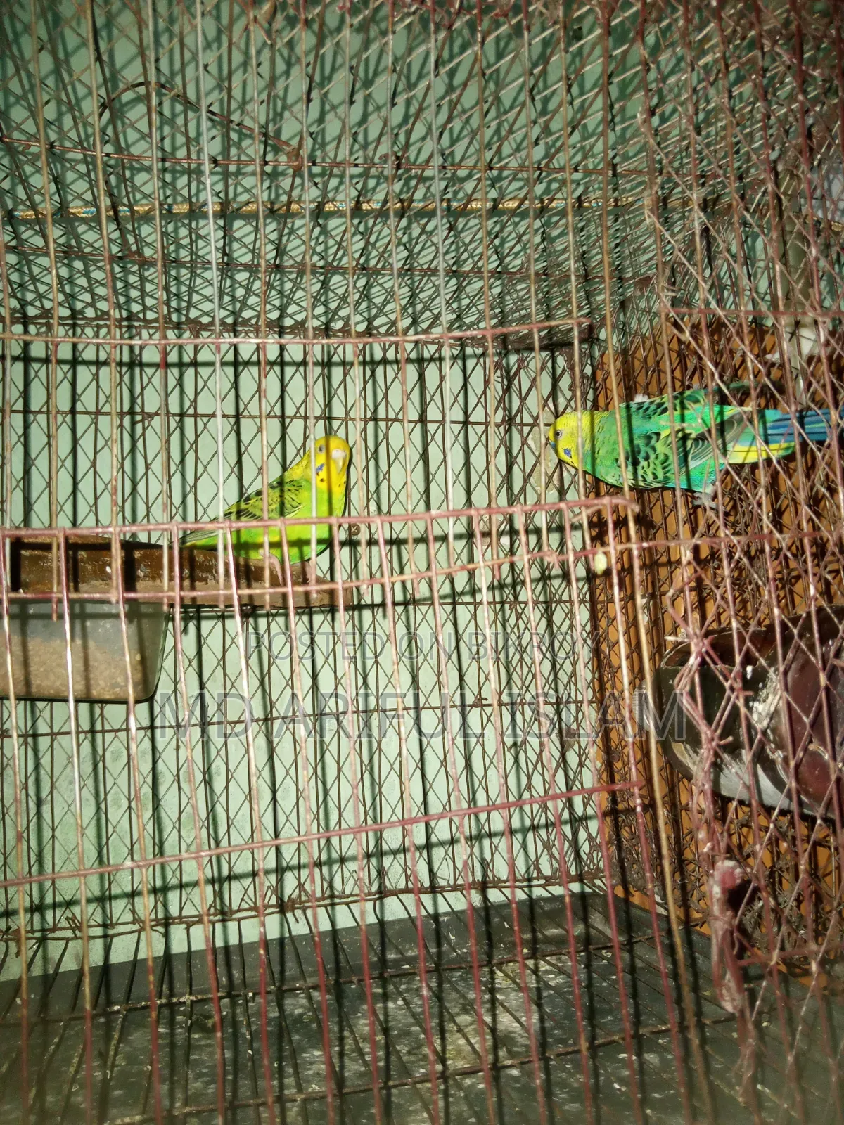 কাঁচা সহ দুইটি বাজিগর পাখি বিক্রি হবে