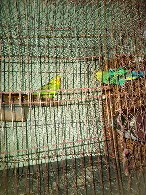 কাঁচা সহ দুইটি বাজিগর পাখি বিক্রি হবে