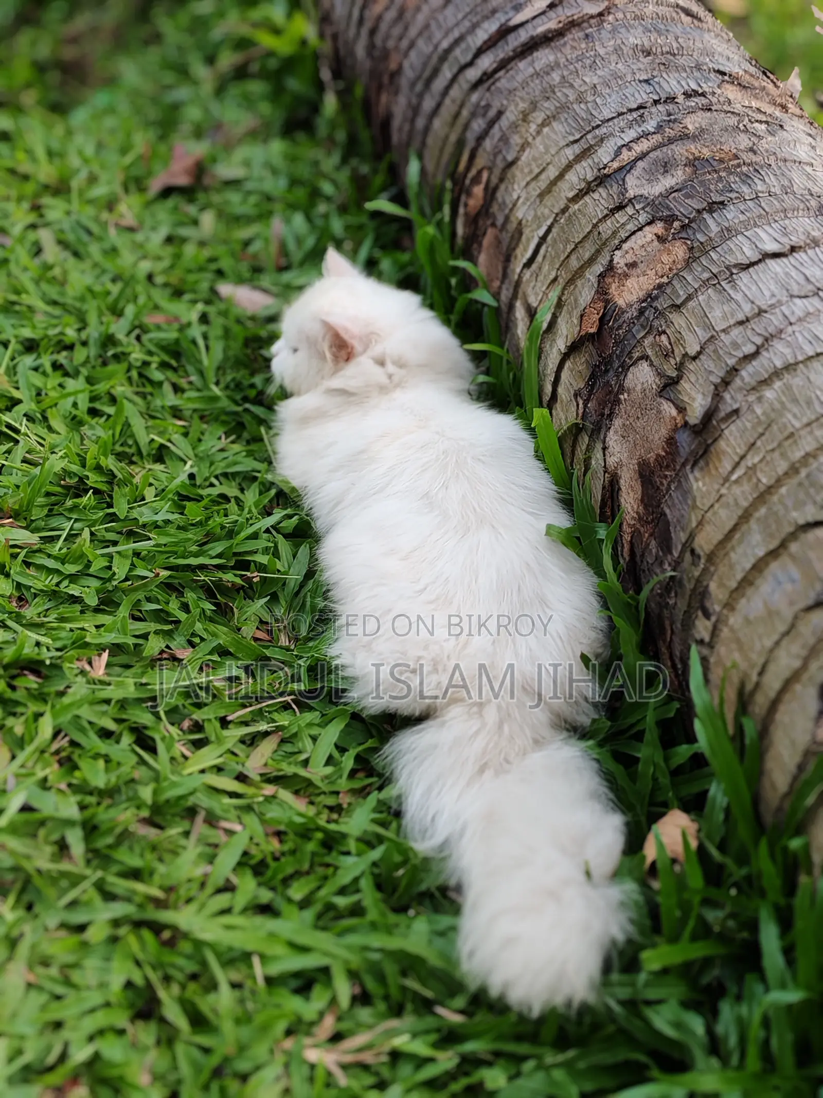 3-6 months Female Purebred Persian
