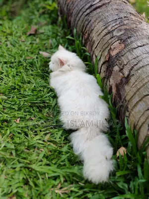 3-6 months Female Purebred Persian