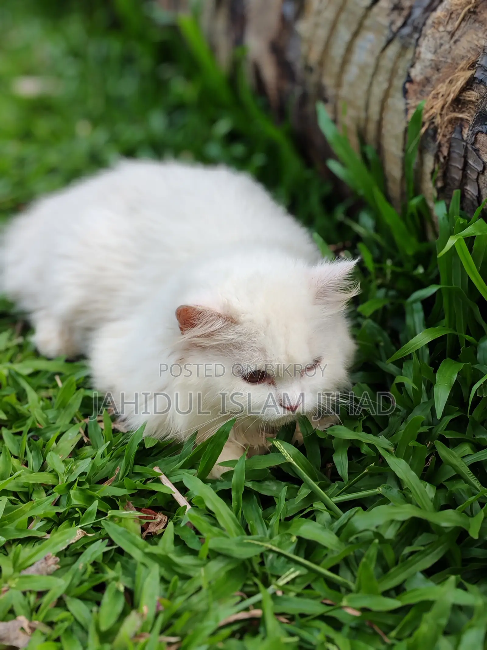 3-6 months Female Purebred Persian