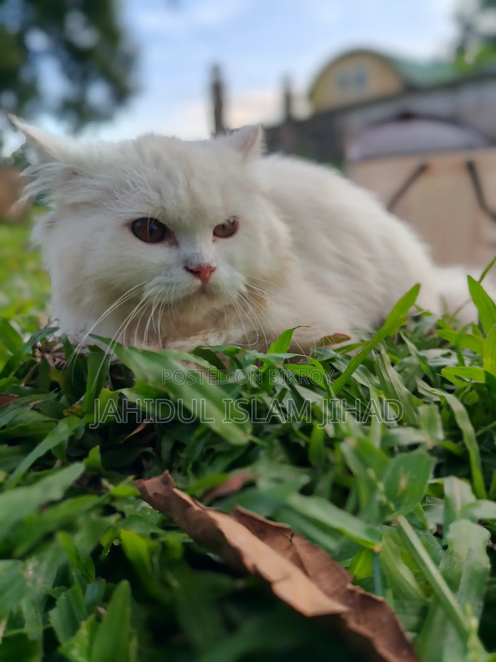 3-6 months Female Purebred Persian