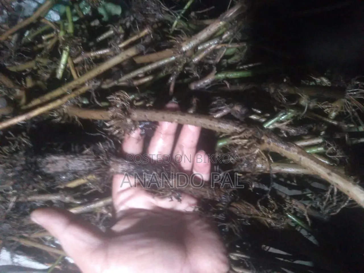 খুলনার স্থানীয় চুইঝাল
