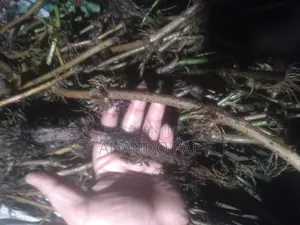 খুলনার স্থানীয় চুইঝাল