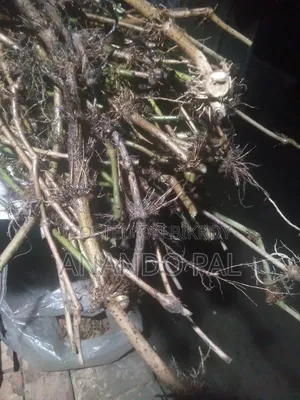 খুলনার স্থানীয় চুইঝাল