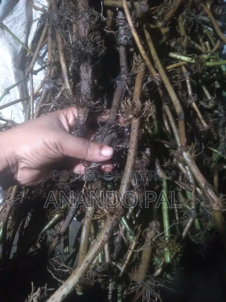 খুলনার স্থানীয় চুইঝাল