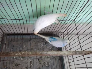 বাজরিগার রানিং পেয়ার